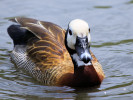White-Faced Whistling Duck (WWT Slimbridge 04/06/11) ©Nigel Key