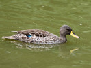 Yellow-Billed Duck (WWT Slimbridge 04/06/11) ©Nigel Key