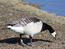 Barnacle Goose (WWT Slimbridge 09/04/11) ©Nigel Key
