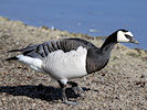 Barnacle Goose (WWT Slimbridge 09/04/11) ©Nigel Key