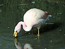 James's Flamingo (WWT Slimbridge 09/04/11) ©Nigel Key