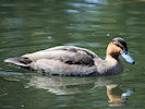 Philippine Duck (WWT Slimbridge 09/04/11) ©Nigel Key