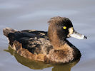 Tufted Duck (WWT Slimbridge 09/04/11) ©Nigel Key