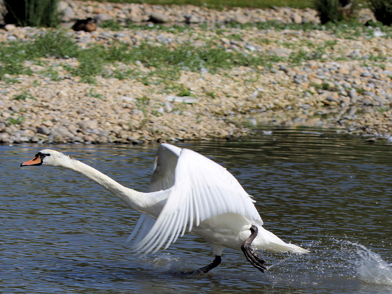 Mute Swan (WWT Slimbridge 15/08/11) ©Nigel Key
