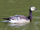 Barnacle Goose (WWT Slimbridge 15/08/11) ©Nigel Key