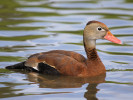 Black-Bellied Whistling Duck (WWT Slimbridge 15/08/11) ©Nigel Key