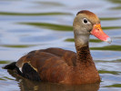Black-Bellied Whistling Duck (WWT Slimbridge 15/08/11) ©Nigel Key