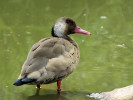 Brazilian Duck (WWT Slimbridge 15/08/11) ©Nigel Key