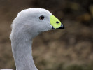 Cape Barren Goose (WWT Slimbridge 15/08/11) ©Nigel Key