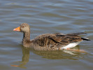 Greylag Goose (WWT Slimbridge 15/08/11) ©Nigel Key
