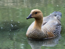 Magellan Goose (WWT Slimbridge 15/08/11) ©Nigel Key