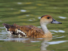 West Indian Whistling Duck (WWT Slimbridge 15/08/11) ©Nigel Key