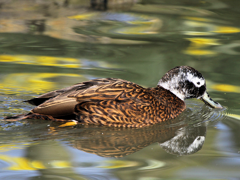 Laysan Duck (WWT Slimbridge 25/03/11) ©Nigel Key