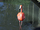 American Flamingo (WWT Slimbridge 25/03/11) ©Nigel Key