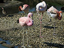 Andean Flamingo (WWT Slimbridge 25/03/11) ©Nigel Key