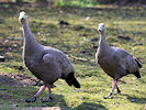 Cape Barren Goose (WWT Slimbridge 25/03/11) ©Nigel Key
