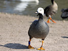 Emperor Goose (WWT Slimbridge 25/03/11) ©Nigel Key