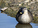 Spot-Billed Duck (WWT Slimbridge 25/03/11) ©Nigel Key