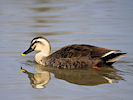 Spot-Billed Duck (WWT Slimbridge 25/03/11) ©Nigel Key