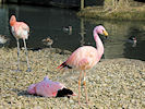 James's Flamingo (WWT Slimbridge 25/03/11) ©Nigel Key