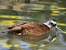 Laysan Duck (WWT Slimbridge 25/03/11) ©Nigel Key