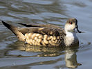 Patagonian Crested Duck (WWT Slimbridge 25/03/11) ©Nigel Key