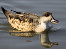 Patagonian Crested Duck (WWT Slimbridge 25/03/11) ©Nigel Key