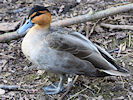 Philippine Duck (WWT Slimbridge 25/03/11) ©Nigel Key