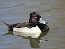 Ring-Necked Duck (WWT Slimbridge 25/03/11) ©Nigel Key