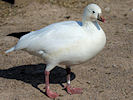 Ross's Goose (WWT Slimbridge 25/03/11) ©Nigel Key