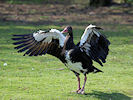Spur-Winged Goose (WWT Slimbridge 25/03/11) ©Nigel Key