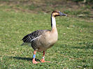 Swan Goose (WWT Slimbridge 25/03/11) ©Nigel Key