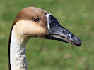 Swan Goose (WWT Slimbridge 25/03/11) ©Nigel Key