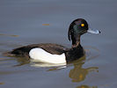 Tufted Duck (WWT Slimbridge 25/03/11) ©Nigel Key