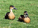 Wandering Whistling Duck (WWT Slimbridge 25/03/11) ©Nigel Key