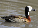 White-Faced Whistling Duck (WWT Slimbridge 25/03/11) ©Nigel Key