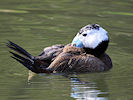 White-Headed Duck (WWT Slimbridge 25/03/11) ©Nigel Key