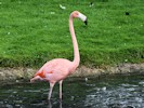 Greater Flamingo (WWT Slimbridge 08/09/12) ©Nigel Key