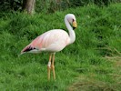 James's Flamingo (WWT Slimbridge September 2014) - pic by Nigel Key