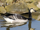 Barnacle Goose (WWT Slimbridge 24/03/12) ©Nigel Key