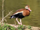 Black-Bellied Whistling Duck (WWT Slimbridge 24/03/12) ©Nigel Key