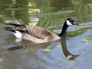 Canada Goose (WWT Slimbridge 24/03/12) ©Nigel Key