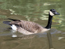 Canada Goose (WWT Slimbridge 24/03/12) ©Nigel Key