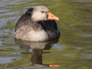 Greylag Goose (WWT Slimbridge 24/03/12) ©Nigel Key