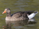 Greylag Goose (WWT Slimbridge 24/03/12) ©Nigel Key
