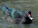 Muscovy Duck (WWT Slimbridge March 2012) - pic by Nigel Key