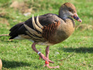 Plumed Whistling Duck (WWT Slimbridge 24/03/12) ©Nigel Key