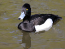 Tufted Duck (WWT Slimbridge 24/03/12) ©Nigel Key
