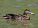 American Black Duck (WWT Slimbridge 26/05/12) ©Nigel Key