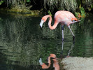 Greater Flamingo (WWT Slimbridge 26/05/12) ©Nigel Key